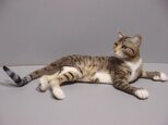 hemingway cat 　Marlene Diedtrich(マレーネ・ディートリッヒ）の画像