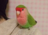 羊毛フェルト コザクラインコ ノーマル (クリップから足へ変更作成可）ライフサイズ　受注作成　うちの子オーダー可能の画像