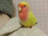 コザクラインコ　チェリ－系（イエロ－）(クリップから足へ変更作成可）ライフサイズ　受注作成　羊毛フェルト　うちの子オーダー可能の画像