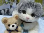 羊毛スコティッシュフォールド子猫の画像