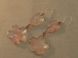 さくら貝のピアス（桜・花びら)　　Lot：0009
