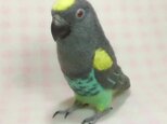 ムラクモインコ　中型インコ　ライフサイズ　羊毛フェルト　リアル　受注作成　羊毛インコ　工房小鳥屋さん　メモリアルの画像