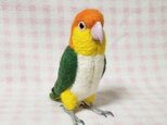 リアルサイズ♪ シロハラインコ 　中型インコ　羊毛フェルト　ライフサイズ　受注作成　羊毛インコ　工房小鳥屋さん　メモリアル　の画像