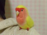 羊毛フェルト コザクラインコ  ルチノー(濃赤目） ★クリップから足へ変更作成可　ライフサイズ　受注作成　うちの子オーダー可能の画像