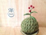 593.bud 毛糸の苔玉