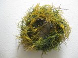 ミモザwreath-枝