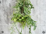 Plants Wall hangingの画像