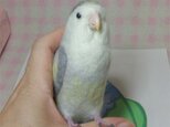 お客様受注作品　羊毛インコ　ぬいぐるみ　コザクラインコの画像