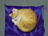 アンモニャイト　茶トラ猫さん 絹の座布団つきの画像
