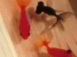 金魚アート 3D金魚 「祭」純日本製 東濃桧 プレゼント 贈り物 誕生日 結婚祝い 退職 還暦祝い 男性 女性 夏 お中元 金魚の画像