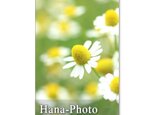 1082)ハーブカモミールのセット　 ポストカード5枚組