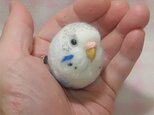 セキセイインコ ハルクイン・青色★マグネット/ブローチどちらか選択 羊毛の小鳥 受注作成　羊毛フェルト　鼻の色変更可能の画像