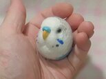 セキセイインコ ハルクイン・水色★マグネット/ブローチどちらか選択 羊毛の小鳥 受注作成　羊毛フェルト　鼻の色変更可能の画像