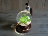 bulb terrarium ball [cool]の画像