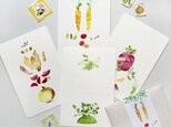 Fresh Vegetables 野菜のカードセットの画像