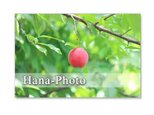 1099)　プラム、桃、杏、プルーン　　 ポストカード5枚組の画像