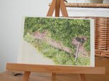 バラの葉がつたうレンガの壁 / postcard 2枚組