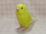 リアルサイズ♪ セキセイインコ ルチノー 羊毛フェルト ☆選べる鼻の色　受注作成　羊毛インコ　ライフサイズの画像