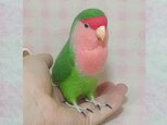 リアルサイズ♪ コザクラインコ ノーマル 羊毛フェルト　受注作成　羊毛インコ　メモリアル　ライフサイズ　うちの子オーダー可能の画像