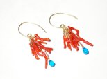 サルディーニャ本珊瑚×Apatite*Pierceの画像