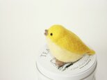 きいろいコトリの画像