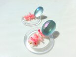 coral reefの画像