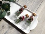 植物標本　Botanical Collection■No.R-7-A バラ リトルウッズ　2025年制作の画像