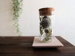 【受注生産】植物標本　Botanical Collection■Lサイズボトル■  No.L-12　ルリダマアザミの画像