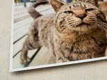 ポストカード　ねこ　選べる5枚の画像