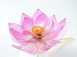 蓮かんざし：水の花（２０１６’）弐の画像