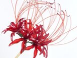 彼岸花かんざし
