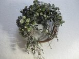 ご予約　秋のユーカリwreath