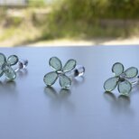 四つ葉のクローバー