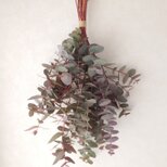 【季節限定】ユーカリ･グラデーションスワッグ