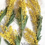 春の季節へ　ミモザのドライフラワー　5本セット　花材　雑貨制作などに！の画像