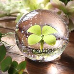 手元供養『こはる -水中花（四つ葉のクローバー）-』ガラス位牌 祈り メモリアル仏具 遺骨 ペット 愛犬 愛猫 分骨