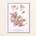 A4サイズ インクジェット高品質専用紙ポスター ベニバナトチノキの花 プラ額入り　の画像