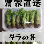 [農家直送]タラの芽100g以上 風味の強いトゲがある木のタラの芽 山菜の画像