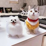 【受注作製】羊毛フェルト、うちの子、猫ぬいぐるみ、フェルト猫、ペットの肖像画、犬猫人形、トイプードル、ペットロス、うちのこ記念日の画像