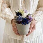 【Hydrangea / ハイドランジア】　SS  　アイスの画像