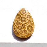 フォッシルコーラル[231] 28x20mm 25Cts　天然石 ルース／カボションの画像
