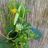 季節の茶花　なな様専用