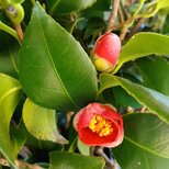 季節の茶花　なな様専用