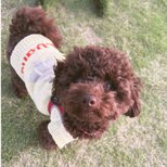 犬種シルエットとお名前入りサマーセーター〜コットン糸の編み込みセーター〜の画像