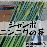 [農家直送]ジャンボニンニクの芽1,2kg以上(栽培期間、農薬・化学肥料不使用)の画像