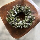 初夏のグリーン♪  ~野草と白いお花の画像