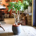 再々入荷！<1点のみ＞＜現物＞　大きなくねくね パキラ 陶器鉢の画像