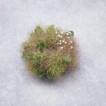 スモークツリーのミニリース18cm-白の画像