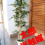 光触媒　人工観葉植物　ウォールグリーン　フェイクグリーン　イタリアンベンジャミン17075の画像