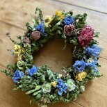初夏の野草とお花の画像